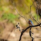 Eisvogel an der Nahe