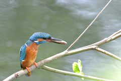 Eisvogel an der Nied 2