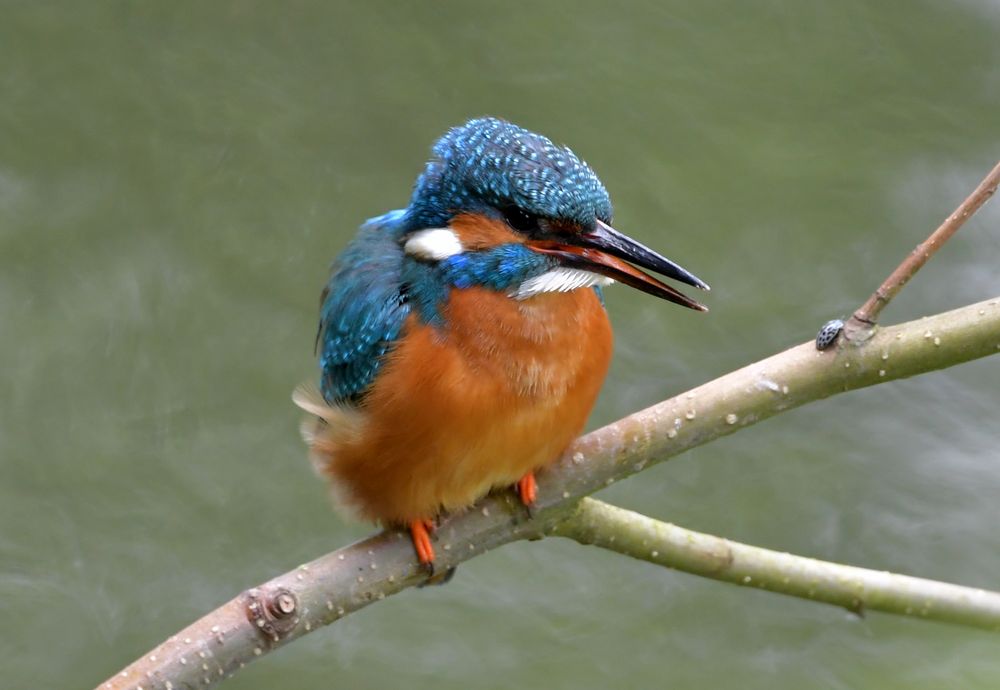 Eisvogel an der Nied