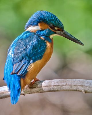 Eisvogel an der Niers.