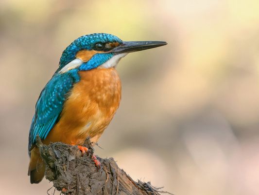 Eisvogel an der Niers 
