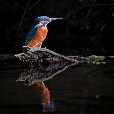 Eisvogel an der Niers 
