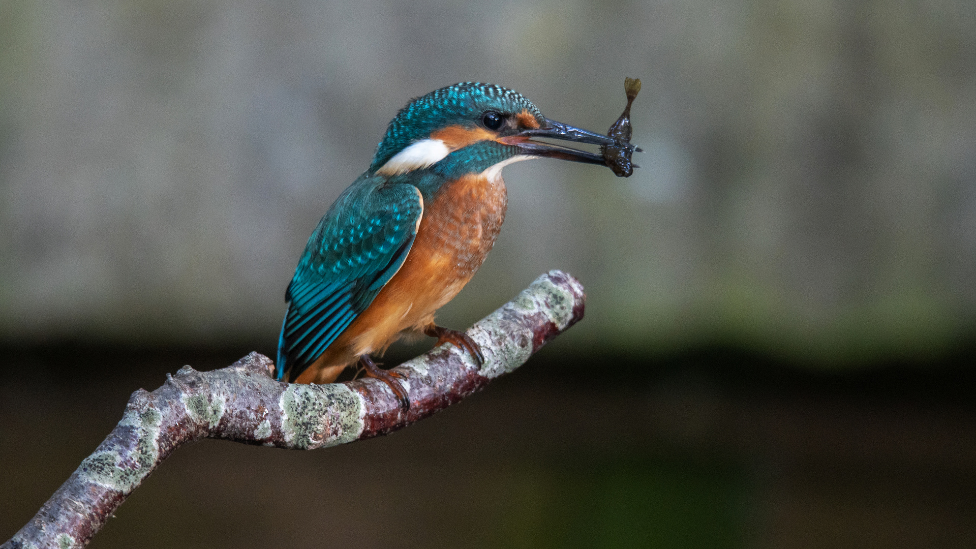 Eisvogel an der Ottendorfer Au