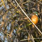 Eisvogel an der Plattform Federsee