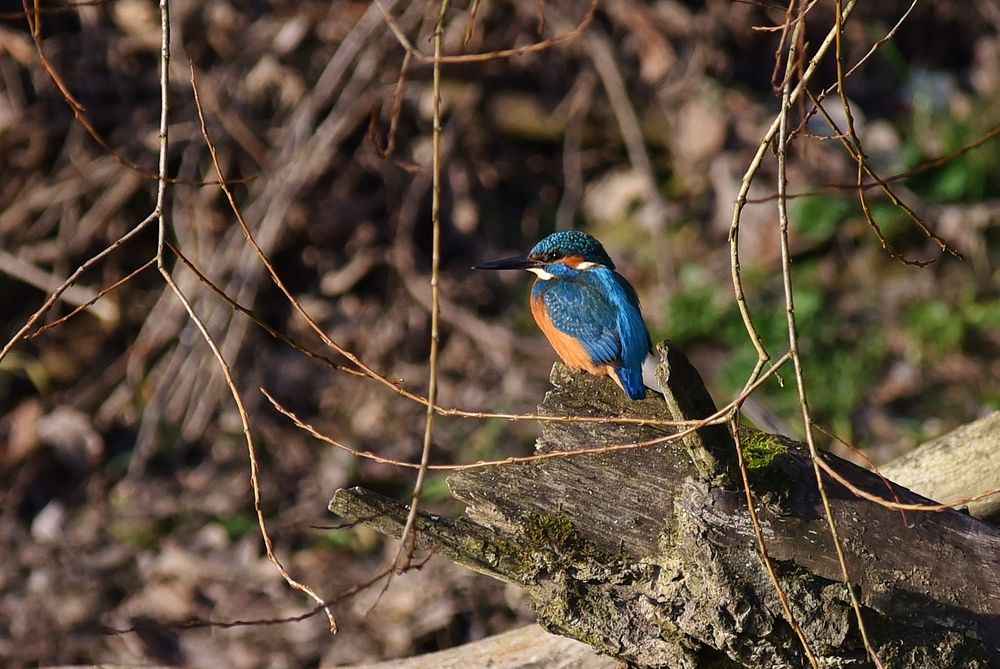 Eisvogel an der Rheinaue