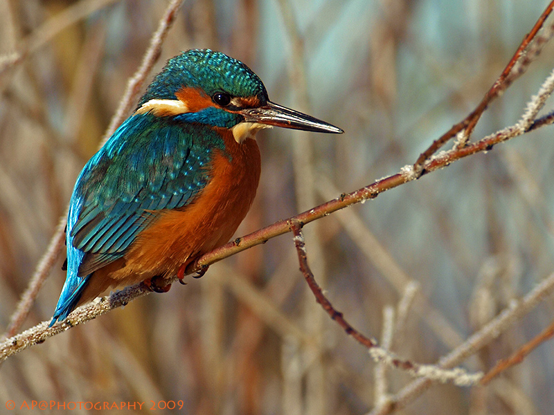 Eisvogel an der Ruhr