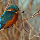 Eisvogel an der Ruhr