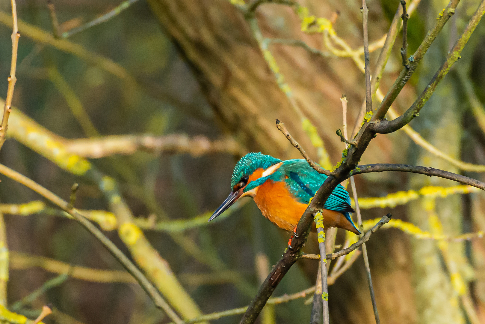 Eisvogel an der Ruhr