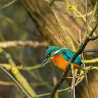 Eisvogel an der Ruhr