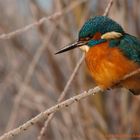 Eisvogel an der Ruhr (2)