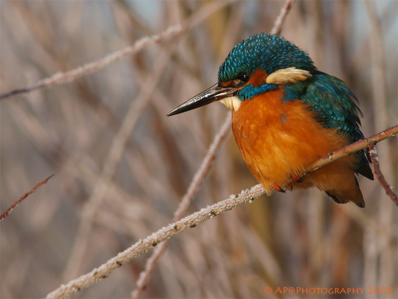 Eisvogel an der Ruhr (2)