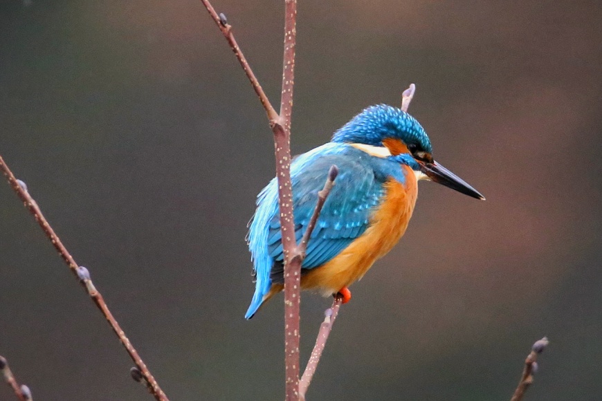 Eisvogel an der Ruhr 