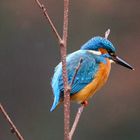 Eisvogel an der Ruhr 