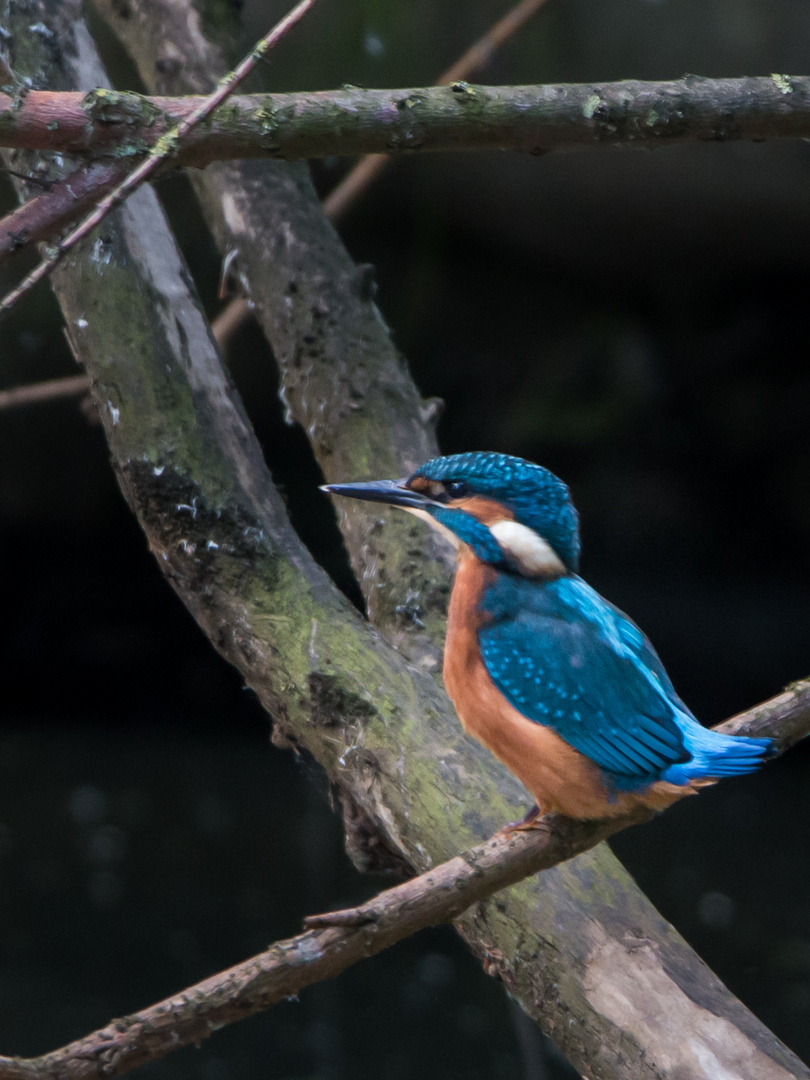 Eisvogel an der Ruhr