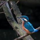 Eisvogel an der Ruhr