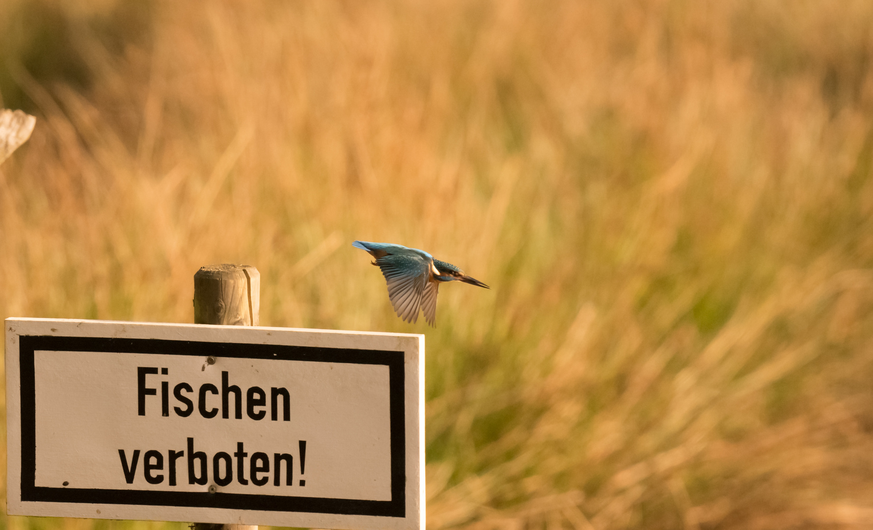 Eisvogel an der Ruhr