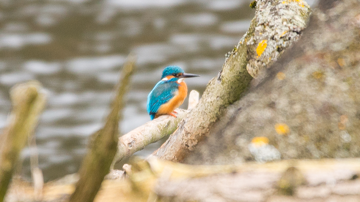 Eisvogel an der Ruhr