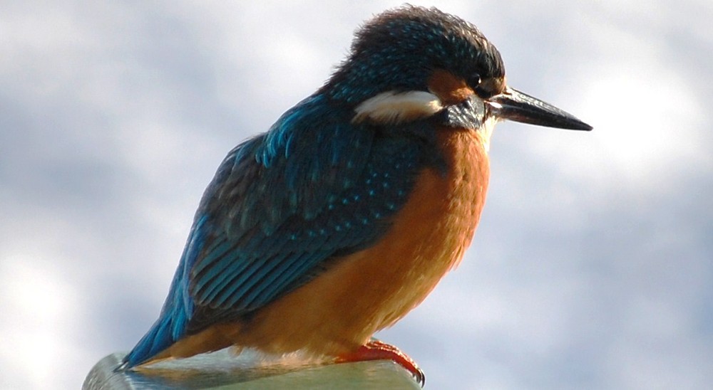 Eisvogel an der Ruhr / Essen