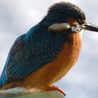 Eisvogel an der Ruhr / Essen