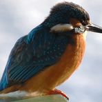 Eisvogel an der Ruhr / Essen