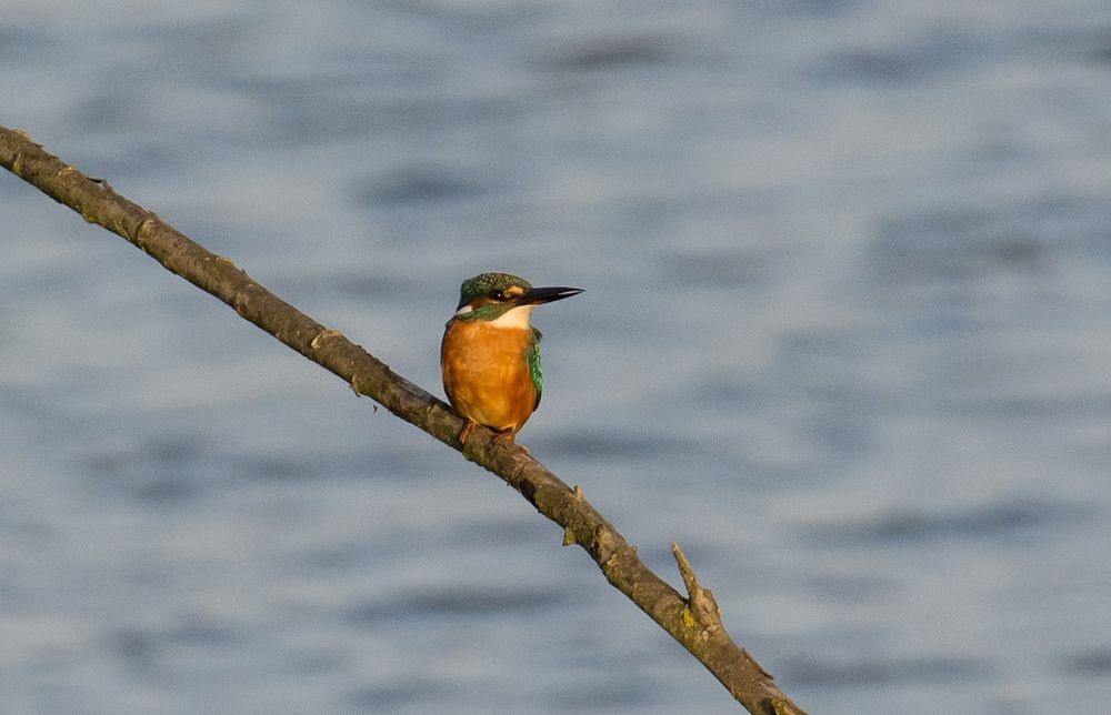 Eisvogel an der Ruhr/Fröndenberg NRW - 28.11.14