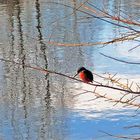 Eisvogel an der Saar