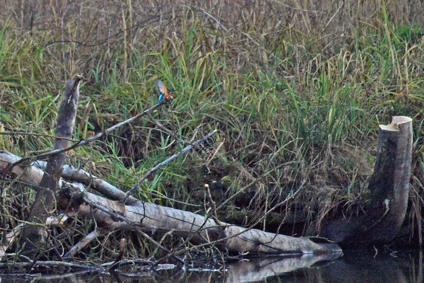 Eisvogel an der Spree bei Lübben