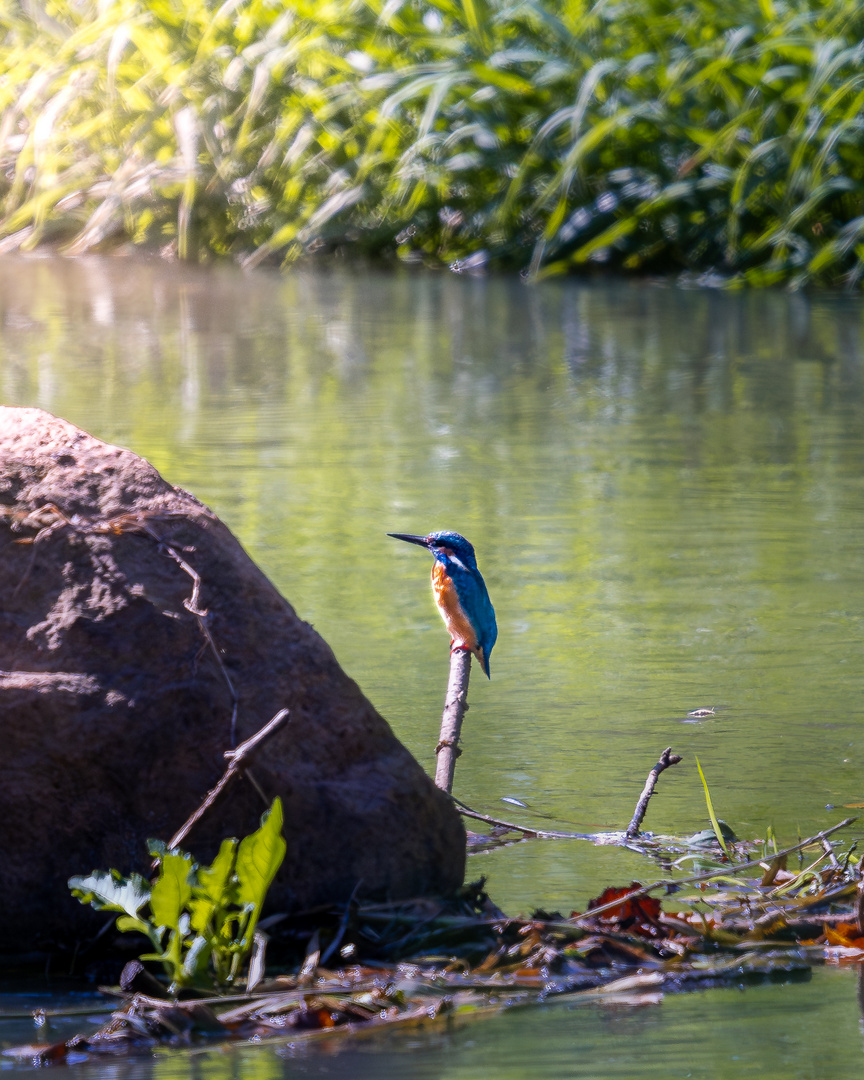 Eisvogel an der Spree in Uhyst/Boxberg