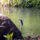 Eisvogel an der Spree in Uhyst/Boxberg