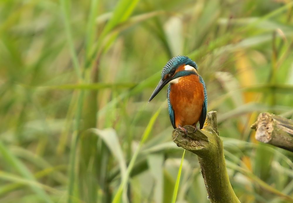 Eisvogel an der Tollense