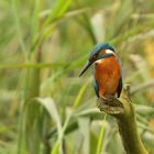 Eisvogel an der Tollense