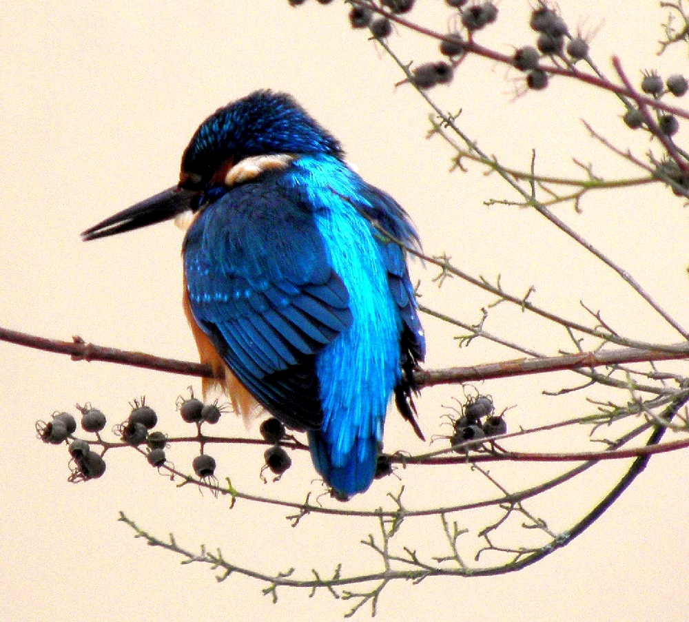 Eisvogel an der Wandse