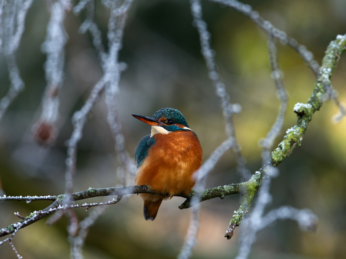 Eisvogel an einem frostigen Morgen