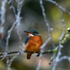 Eisvogel an einem frostigen Morgen