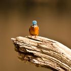 Eisvogel an seinem Ansitz