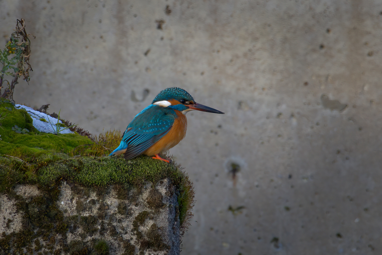 Eisvogel an ungewöhnlicher Stelle