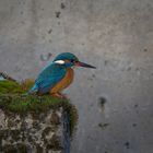 Eisvogel an ungewöhnlicher Stelle