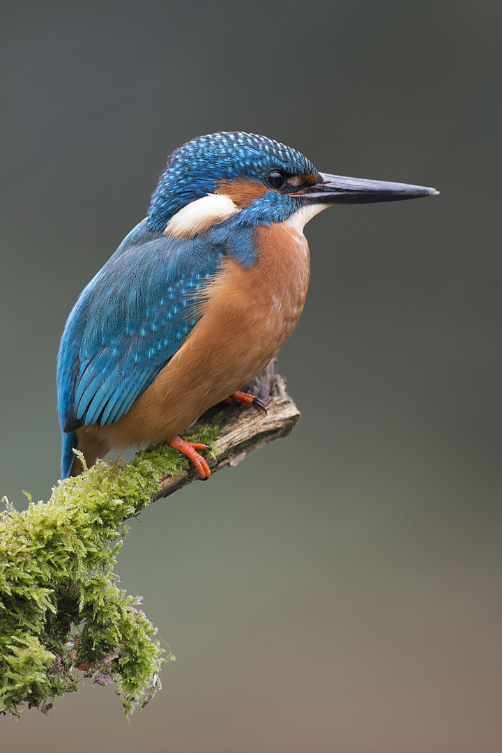 Eisvogel an unserem Gartenteich