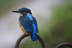 Eisvogel an unserem Schwimmteichzaun