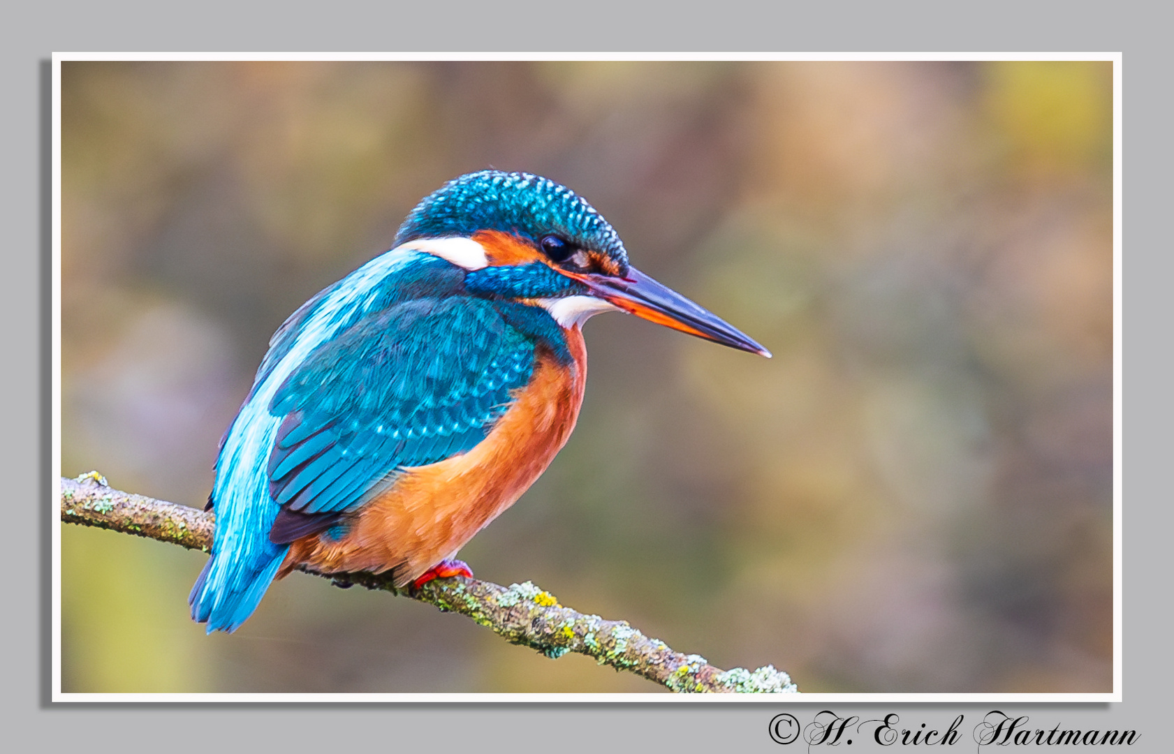 Eisvogel Ansitz