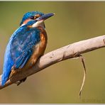 (Eisvogel)  Ansitzen und warten