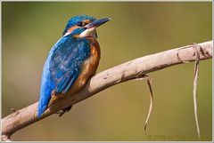 (Eisvogel)  Ansitzen und warten