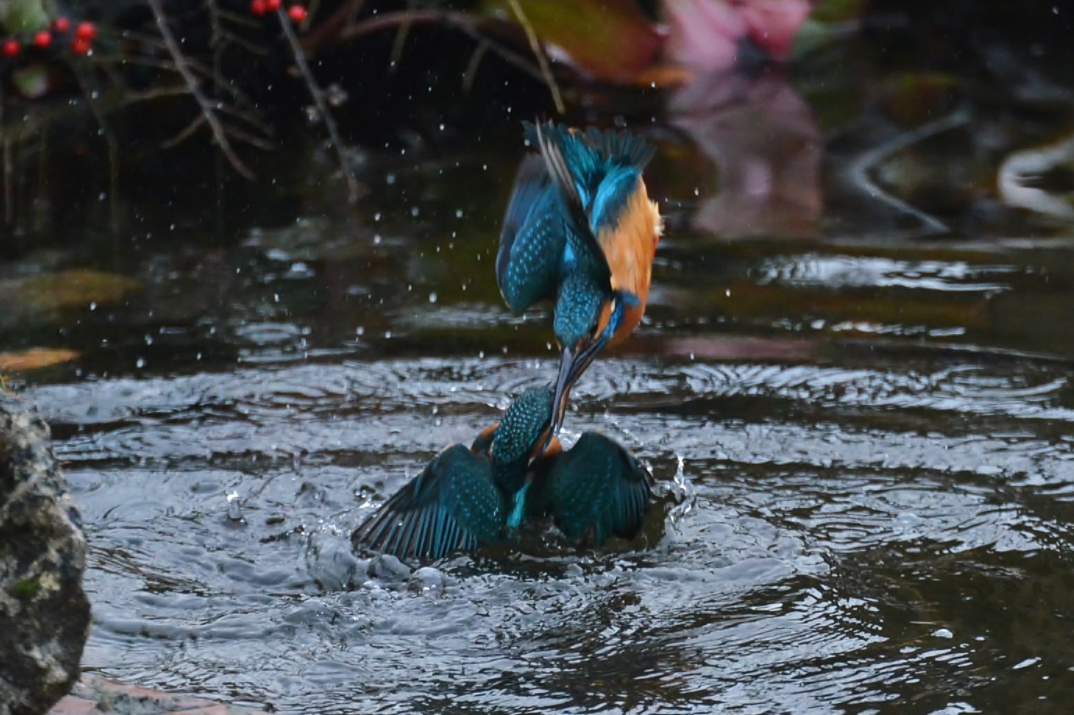 Eisvogel, aöcedo athis  4