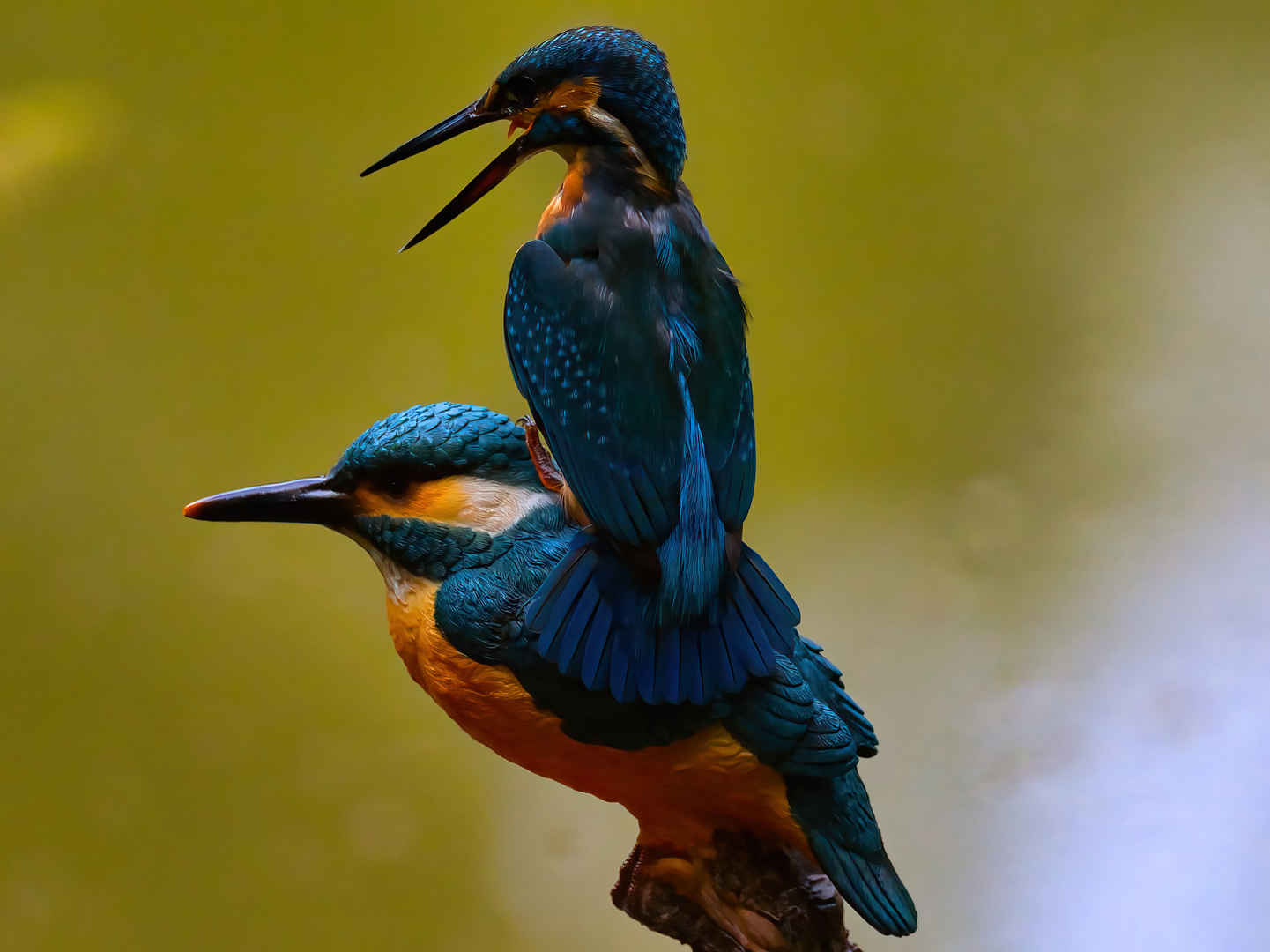 Eisvogel attakiert Atrappe