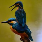 Eisvogel attakiert Atrappe