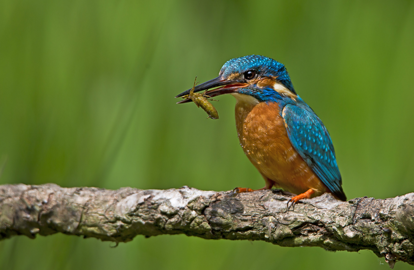 Eisvogel auf Abwegen