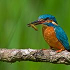 Eisvogel auf Abwegen