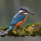 Eisvogel auf Ansitz