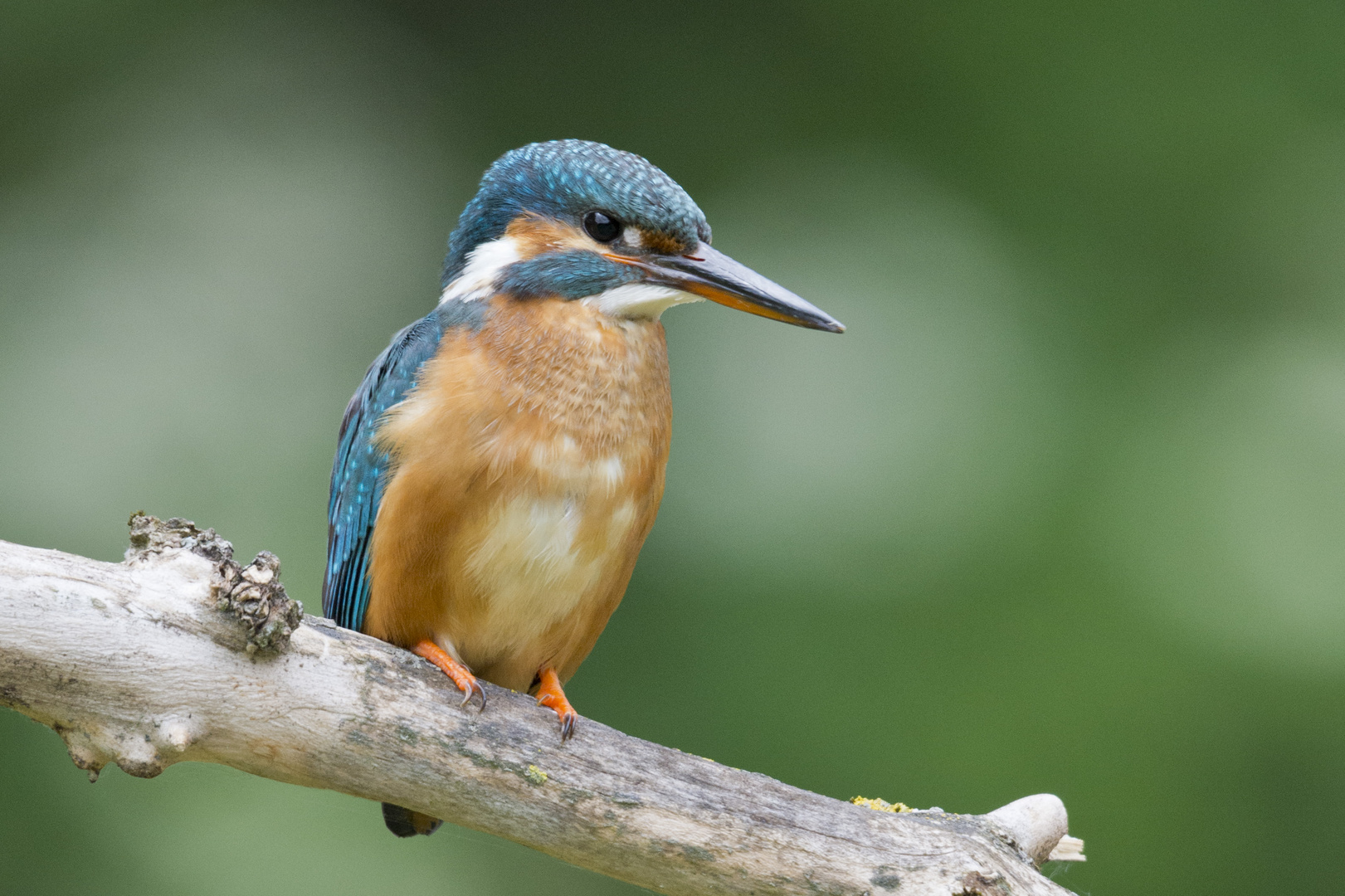 Eisvogel auf Ansitz