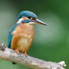 Eisvogel auf Ansitz